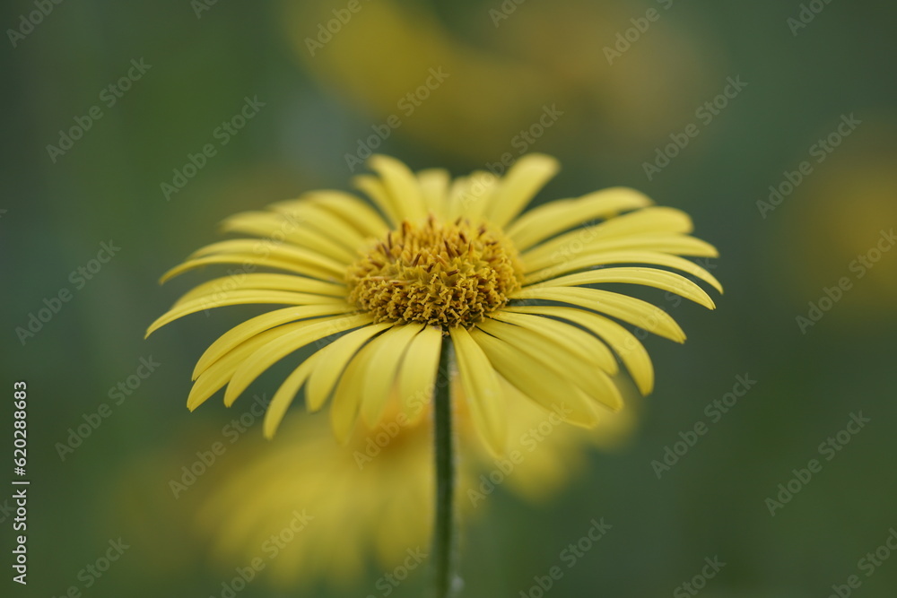 yellow dandelion flower yellow dandelion flower