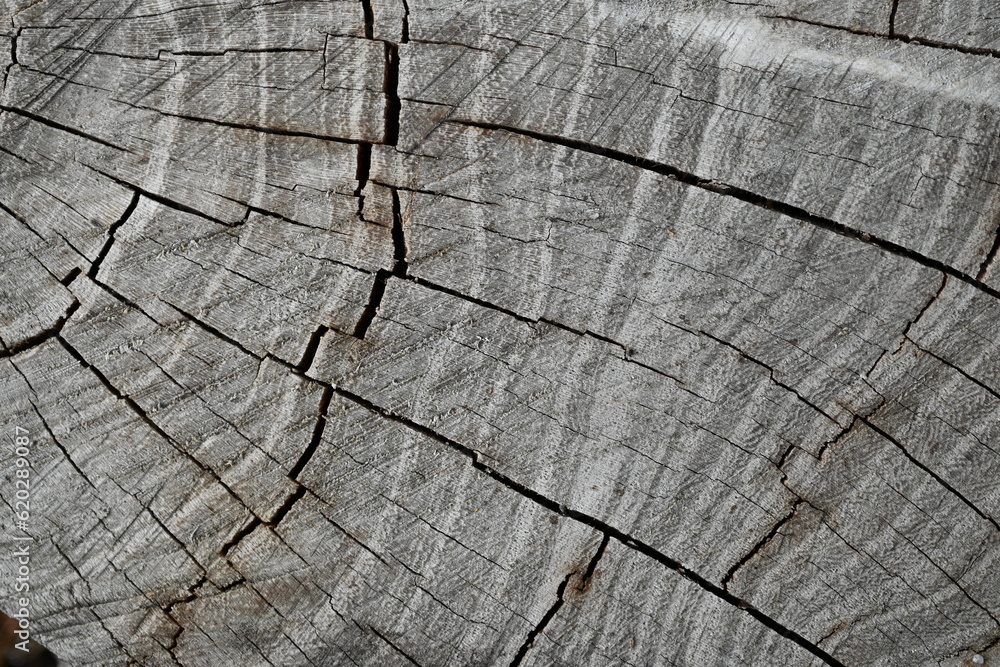 Fototapeta premium cracked timber texture, gray textured wooden material, brown wooden substance, Old wood texture, gray wood texture, gray wood background, 