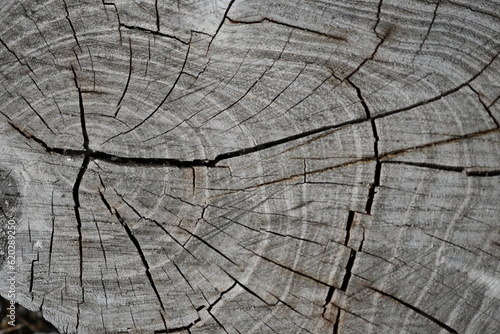 cracked timber texture, gray textured wooden material, brown wooden substance, Old wood texture, gray wood texture, gray wood background, 
