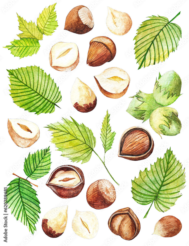 Hazelnut. Hand drawing-watercolor set. It can be used for postcards, stickers, encyclopedias, menus, ingredients of dishes. Style design for the label, cover, prints for some surfaces. Hazelnut. Hand drawing-watercolor set. It can be used for postcards, stickers, encyclopedias, menus, ingredients of dishes. Style design for the label, cover, prints for some surfaces.