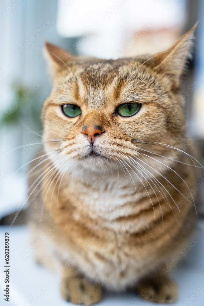 beautiful red-haired green-eyed cat displeased and arrogantly looking at the camera angry displeased cat