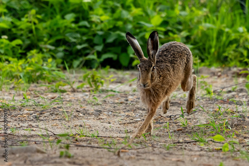 rabbit szarak zając język oczy biegnie
