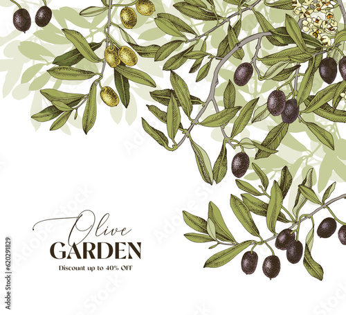 Vector garden background with olives branches.