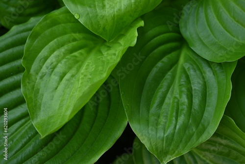 Macro texture of a green leaf, macro texture of a bright green leaf, close-up of leaf veins 