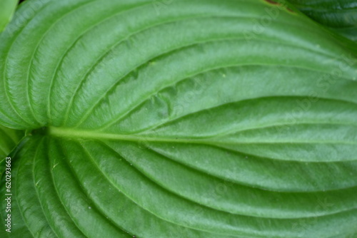 Macro texture of a green leaf, macro texture of a bright green leaf, close-up of leaf veins
