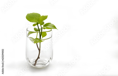 Single healthy green small plant in a glass container with dirt