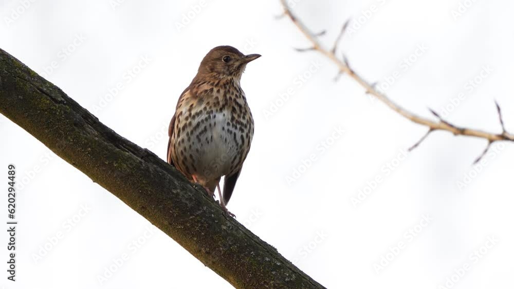 A song thrush (Turdus philomelos) scratching its head A song thrush (Turdus philomelos) scratching its head