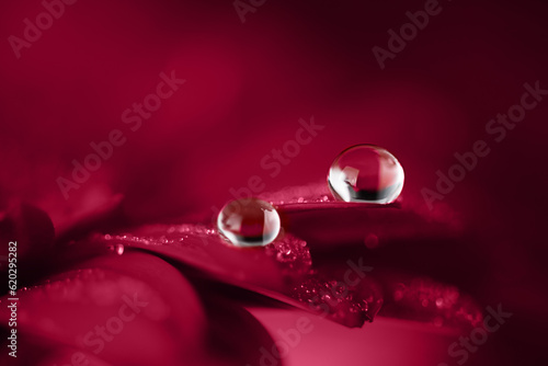 Red gerbera flower petals with water drops close up. Macro photography of gerbera flower petals with dew.