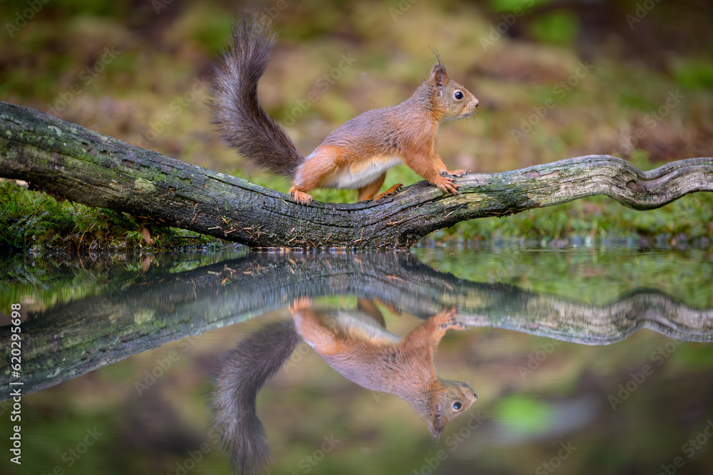Cute Norwegian Red squirrel (Sciurus vulgaris) in sommer forest