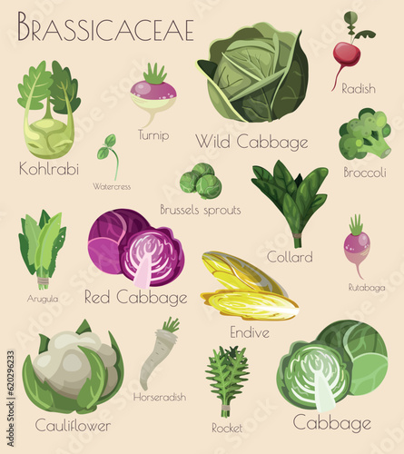 Set of Vector Illustrations of Brassicaceae