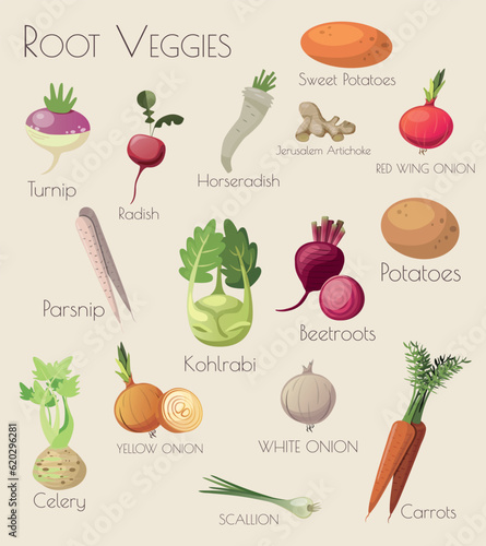 Set of Vector Illustrations of Root Vegetables