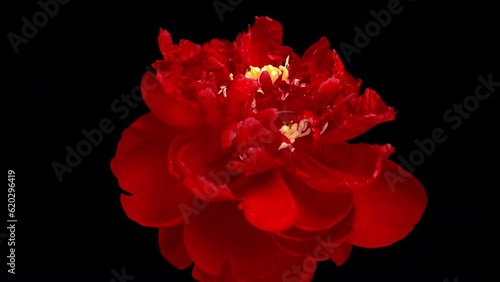 A beautiful red peony blooms on a black background. Time lapse, close-up. Wedding background, Valentine's day concept. Timelapse video 4K UHD.