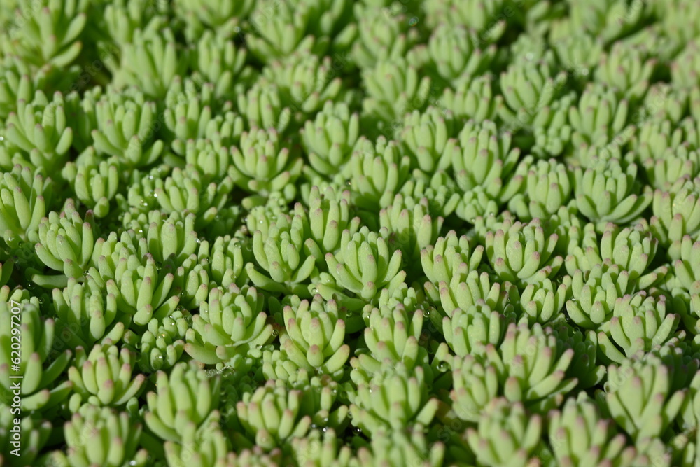 blurred green red backgraund succulent, macro photo of a green succulent, macro patterns rose leaves photo from above succulent, blurred green succulent plants close-up, light green Clean Sedum, blurred green red backgraund succulent, macro photo of a green succulent, macro patterns rose leaves photo from above succulent, blurred green succulent plants close-up, light green Clean Sedum,