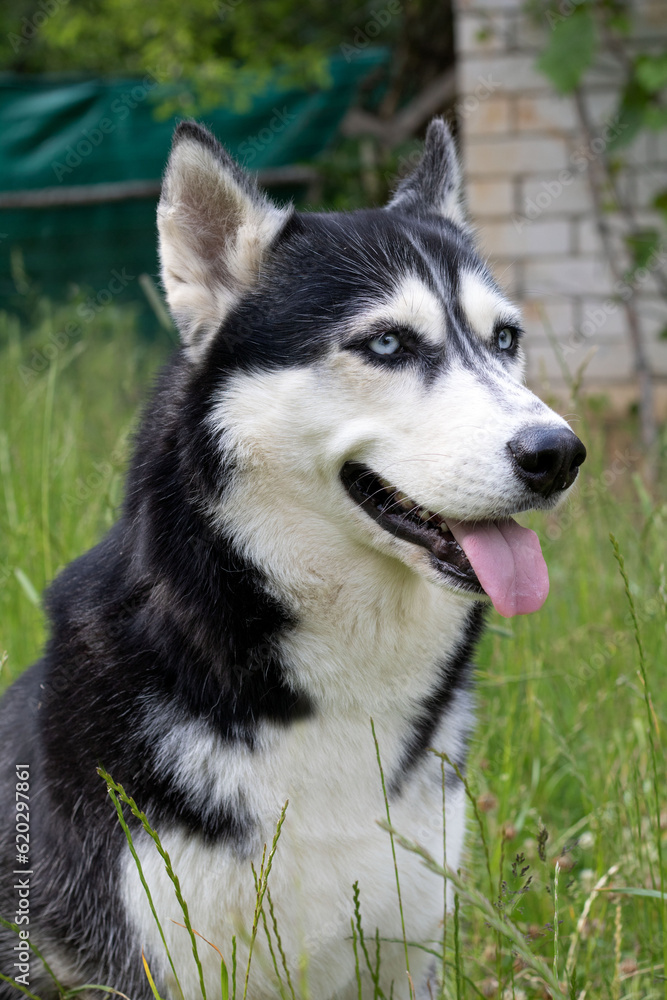 photo Siberian Husky with tongue out sitting sideways on the grass