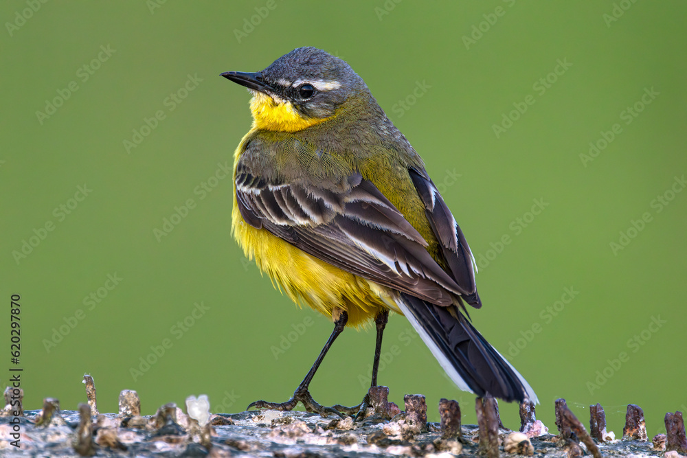 Western Yellow Wagtail (Motacilla flava), male. The Warta Mouth National Park, Poland. Selective focus on bird's eye