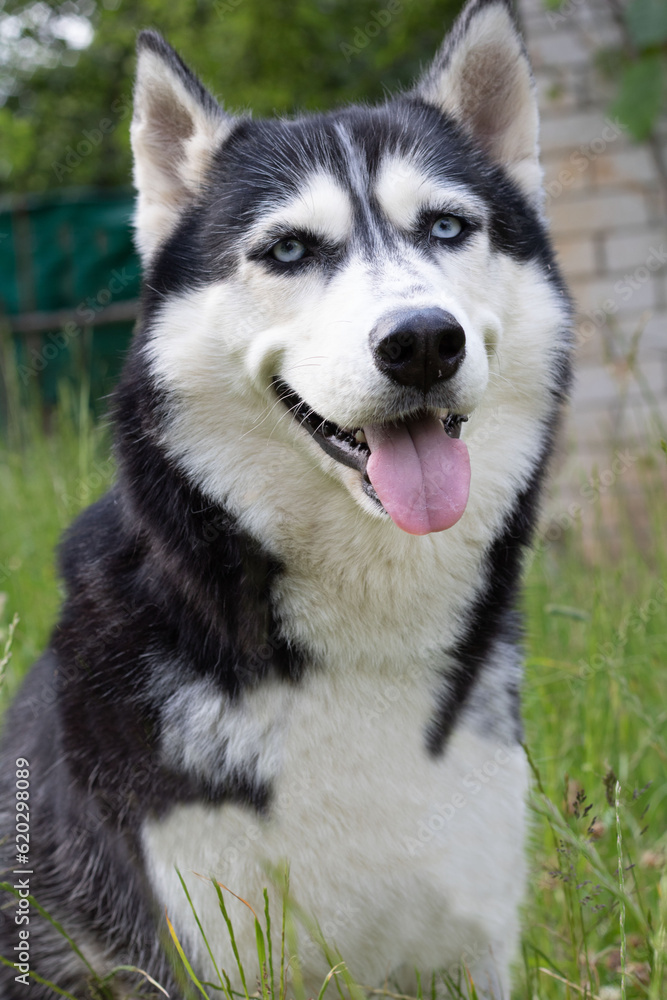 photo Siberian Husky with outstretched tongue smiles and looks at the camera