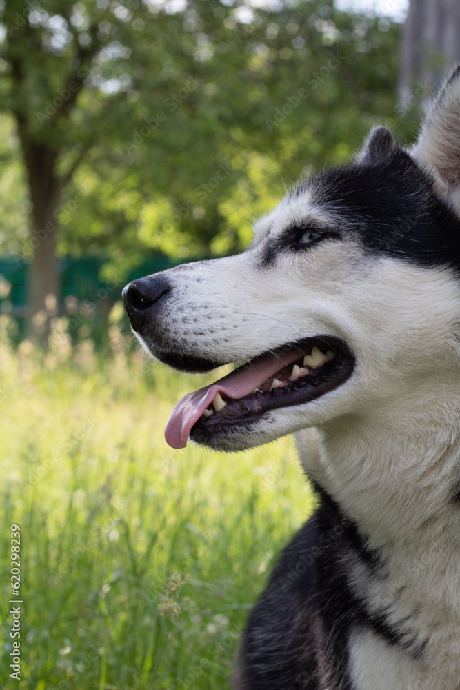 Photo Siberian Husky domestic dog side view