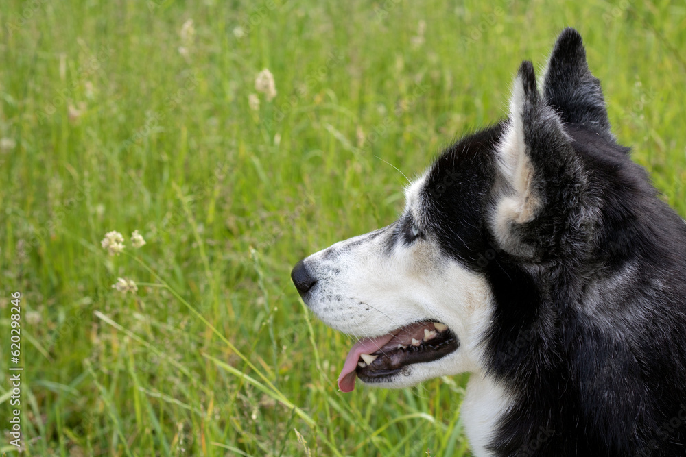 photo Siberian Husky sitting in a meadow with his tongue out
