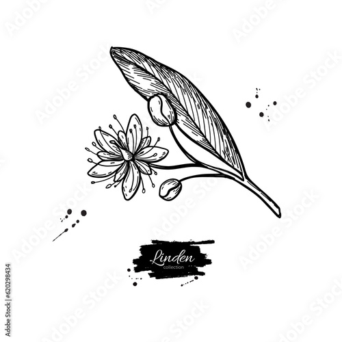 Linden branch drawing. Vector lime tree flower