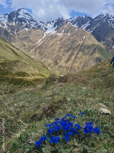 Fantastic view in the Italian Alps, valley Vals, Fane Alm, South Tyrol, Europe. Beautiful vivid blue flower Gentiana clusii blooming in the Alps photo