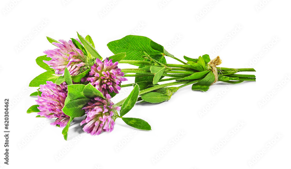 Fototapeta premium fresh clover herb and flower isolated on white background