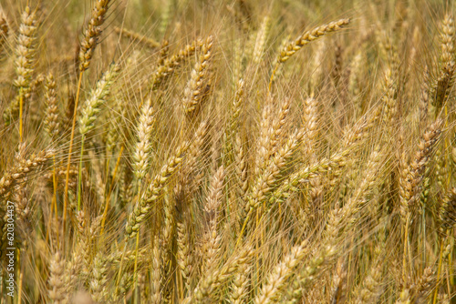 Campo de trigo a punto de ser cosechado dorado bajo el sol de verano.