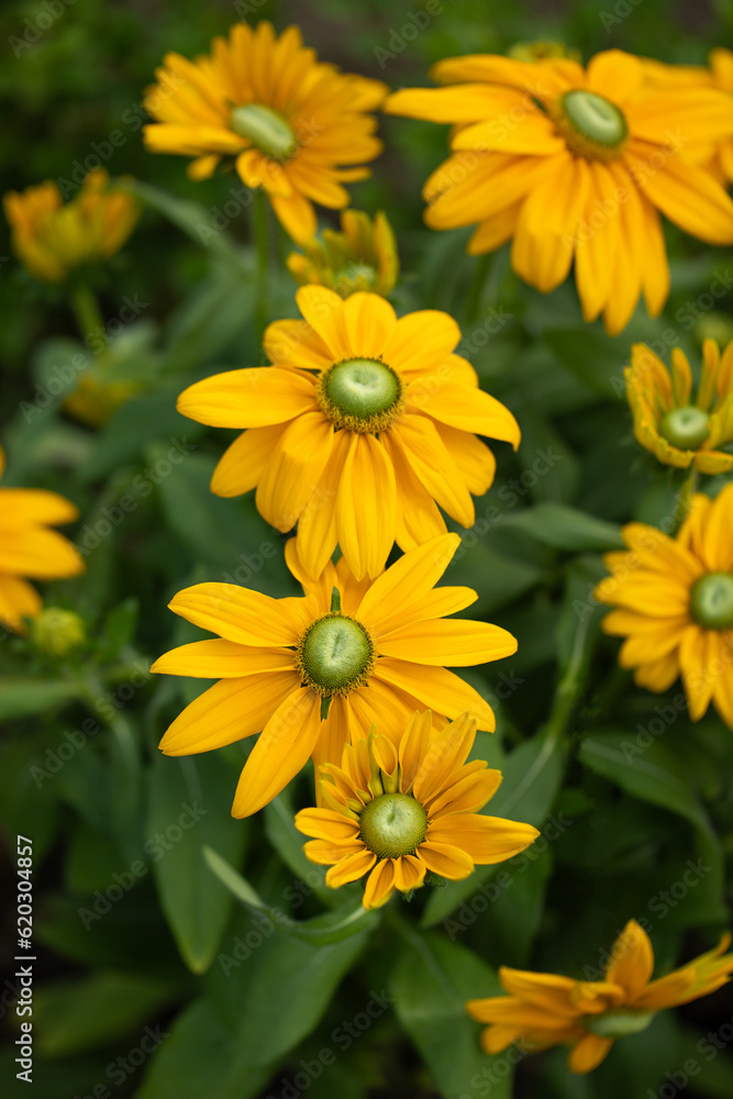 żółta rudbekia jesienią w ogrodzie, flower meadow żółta rudbekia jesienią w ogrodzie, flower meadow