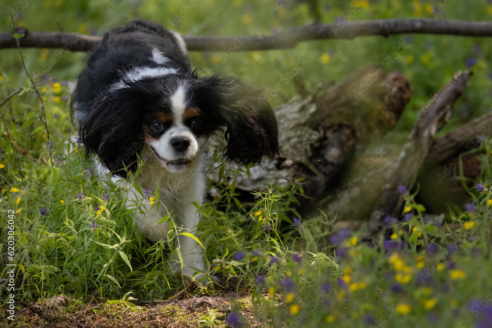 A cute tricolor dog of the Cavalier King Charles Spaniel breed runs through the forest on a sunny day.
