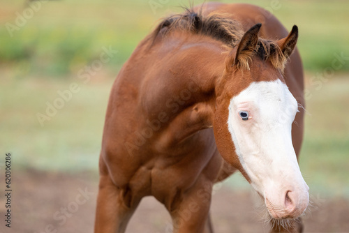 Fototapeta Quarter Horse Foal