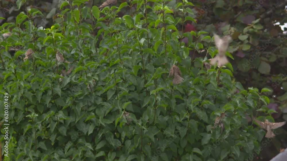 Sparrow birds flying into garden bush slow motion Sparrow birds flying into garden bush slow motion