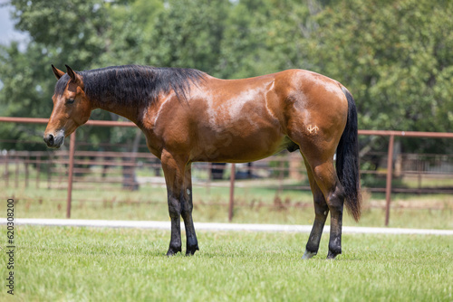 Quarter Horse Conformation Profile