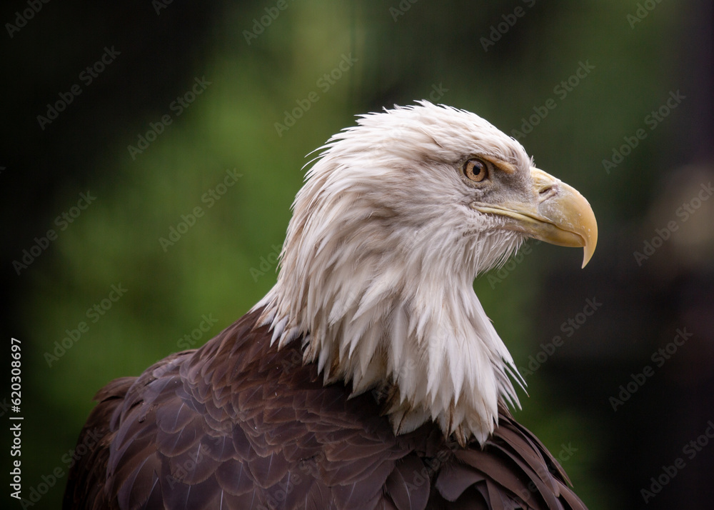 Fototapeta premium American Bald Eagle (Haliaeetus leucocephalus)