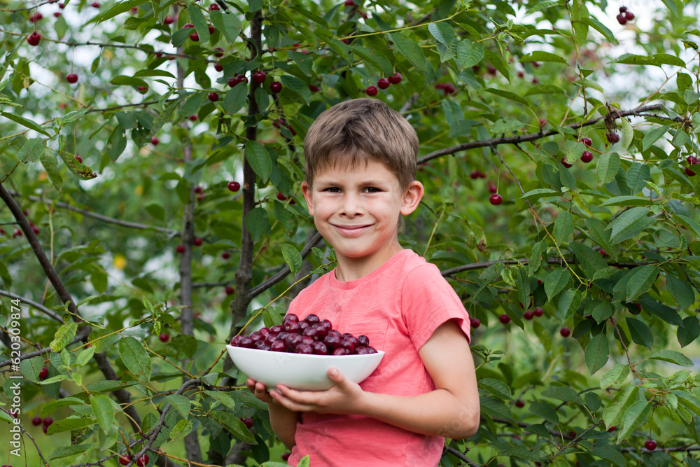 preschooler boy holding large plate with ripe red cherries picked from tree in home garden. Portrait of happy child in background of cherry orchard. Healthy organic cherry, summer harvest season. preschooler boy holding large plate with ripe red cherries picked from tree in home garden. Portrait of happy child in background of cherry orchard. Healthy organic cherry, summer harvest season.