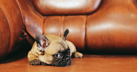 Leinwandbilder Französische Bulldogge Welpe der Französischen Bulldogge auf rotem Sofa  © Great Brut Here