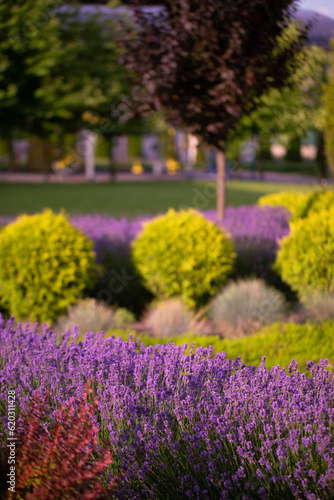 Lavender in a flower bed design landscape