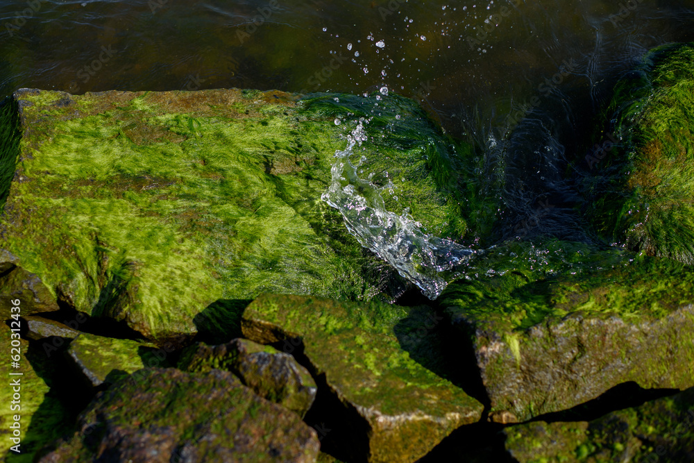 Stones, water, sea, lake and green algae on stones.