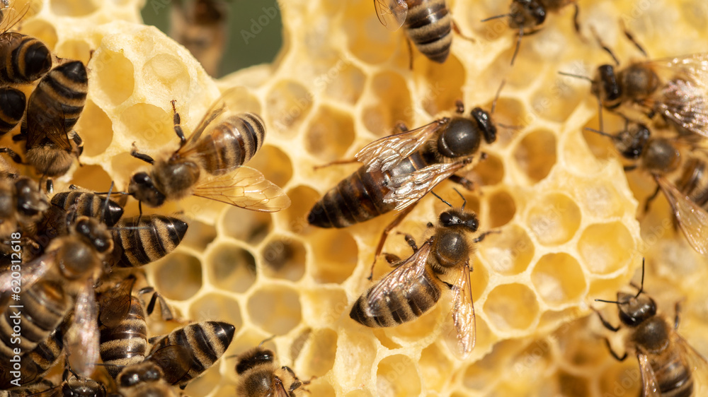 Ruler of the Hive: Witnessing the Power of the Bee's Matron Ruler of the Hive: Witnessing the Power of the Bee's Matron