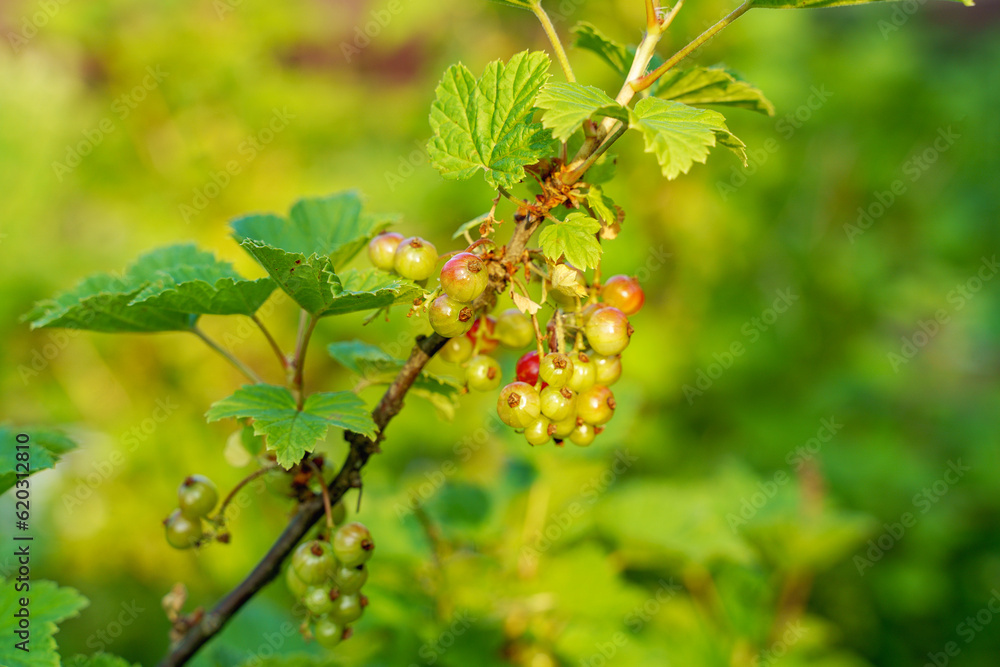 Bush of red currants in the garden, natural light, top view Bush of red currants in the garden, natural light, top view