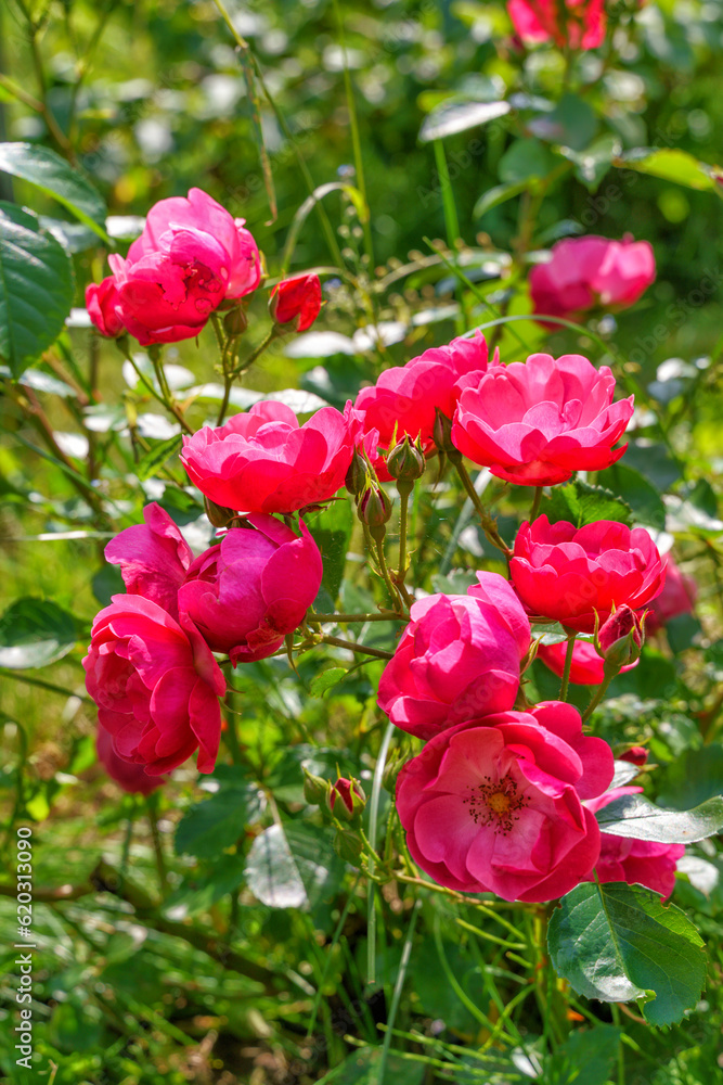 Blooming pink rose flower bush in a garden. Blooming pink rose flower bush in a garden.