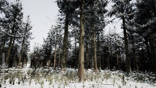 Beautiful Snowy White Forest In Winter Frosty Day photo