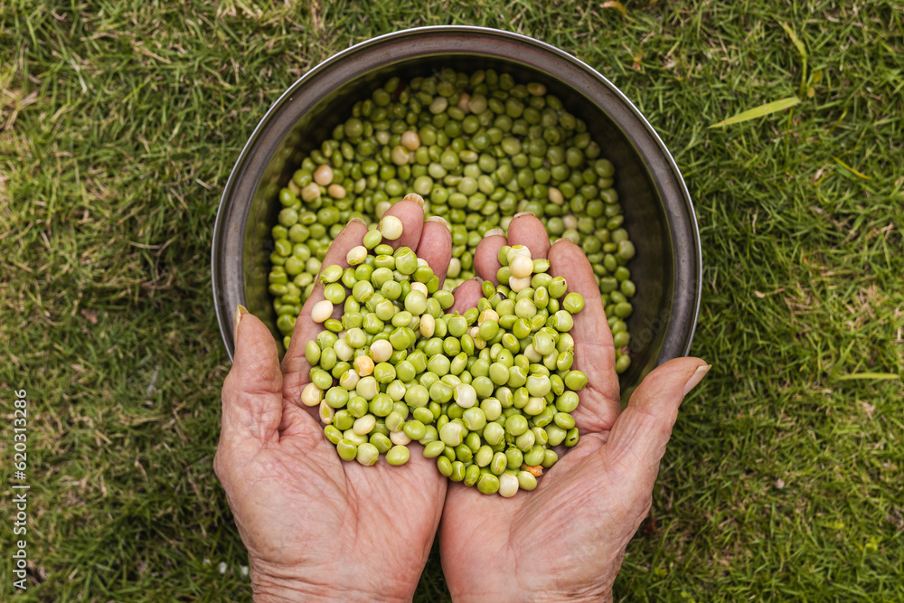 A bunch of green pigeon peas in open hands of an old woman from puerto rico
A bunch of green pigeon peas in open hands of an old woman from puerto rico