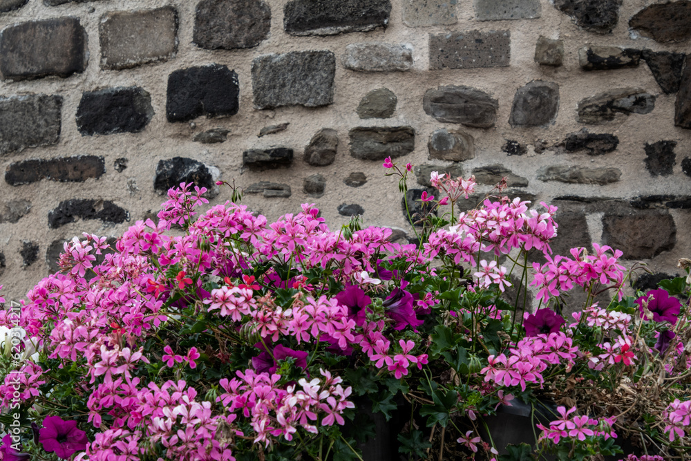 pinkfarbene Geranien in der unteren Hälte dahinter eine Mauer aus großen Natursteinen