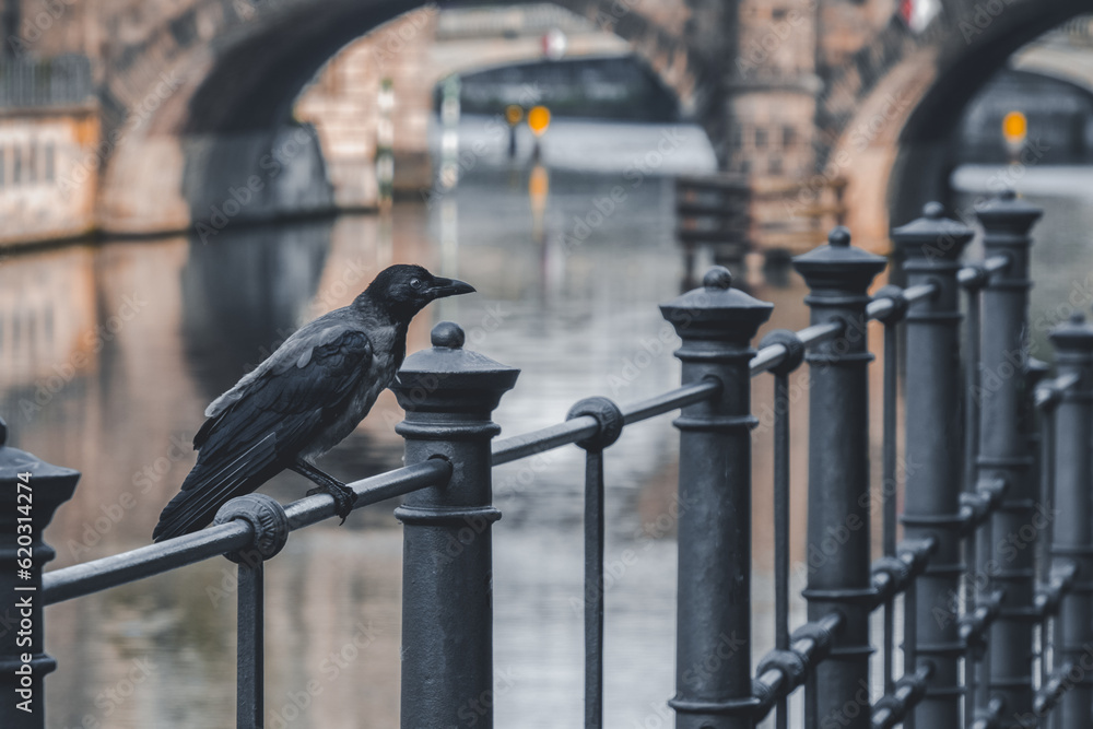 Fotka „ein Rabe sitzt auf dem Geländer aus Eisen direkt am Fluss mit ...