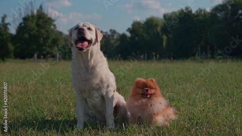 Two dogs, a large and a small Labrador and a Spitz, sit in the hot summer sun in a green lawn. 