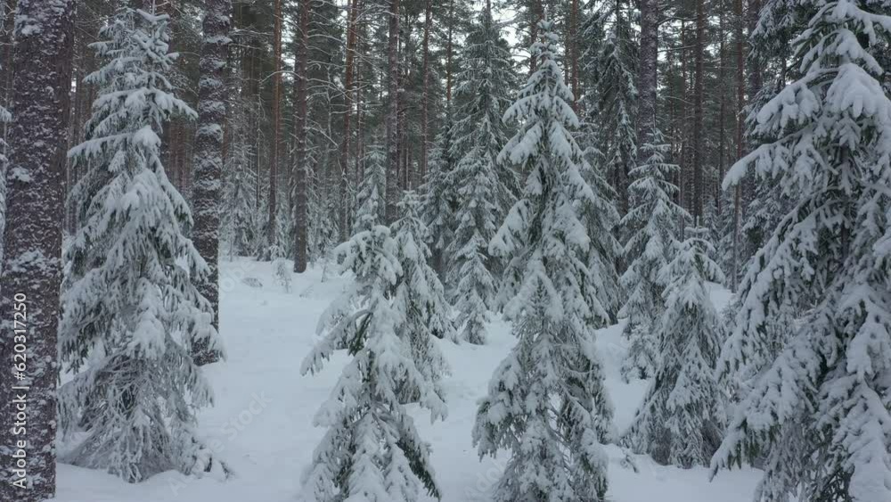 Forest in snow. Small fir trees in snow. Wood after snowfall. Forest in snow. Small fir trees in snow. Wood after snowfall.