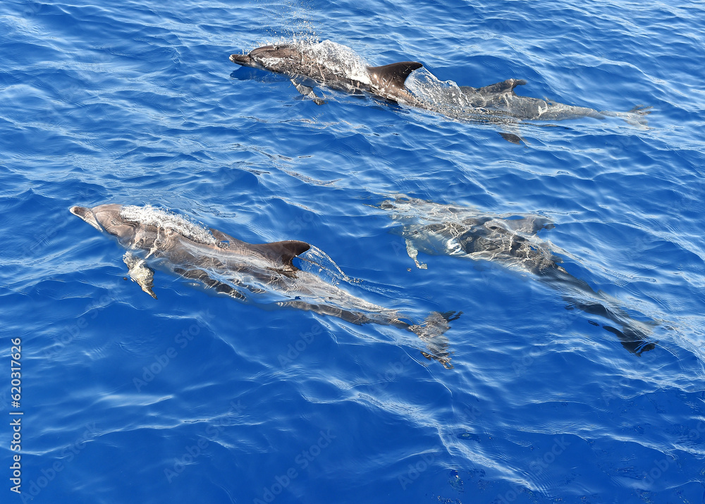 Fototapeta premium some dolphins in freedom in the ocean