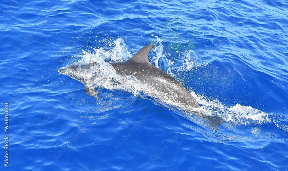 Naklejka premium some dolphins in freedom in the ocean