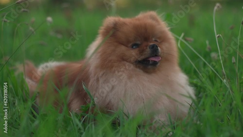 Pomeranian Spitz dog sits in a green lawn and relaxes, cooling off with his breath after an active day