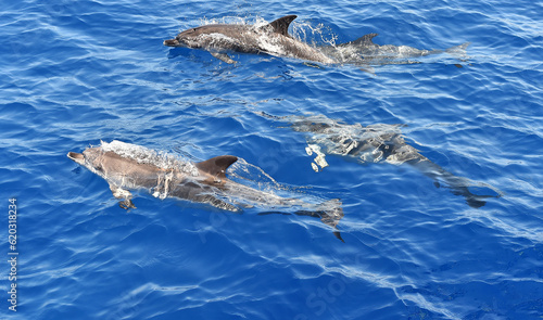 delfines en libertad en el oceano atlantico © alberto