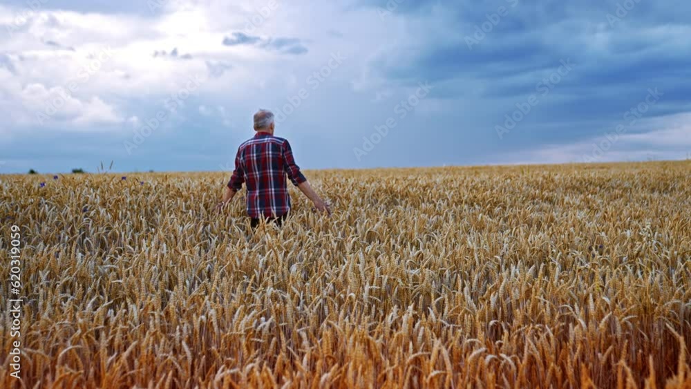 Following the man walking by the wheat field. Farmer spread his arms to the sides caressing the spikelets. Following the man walking by the wheat field. Farmer spread his arms to the sides caressing the spikelets.
